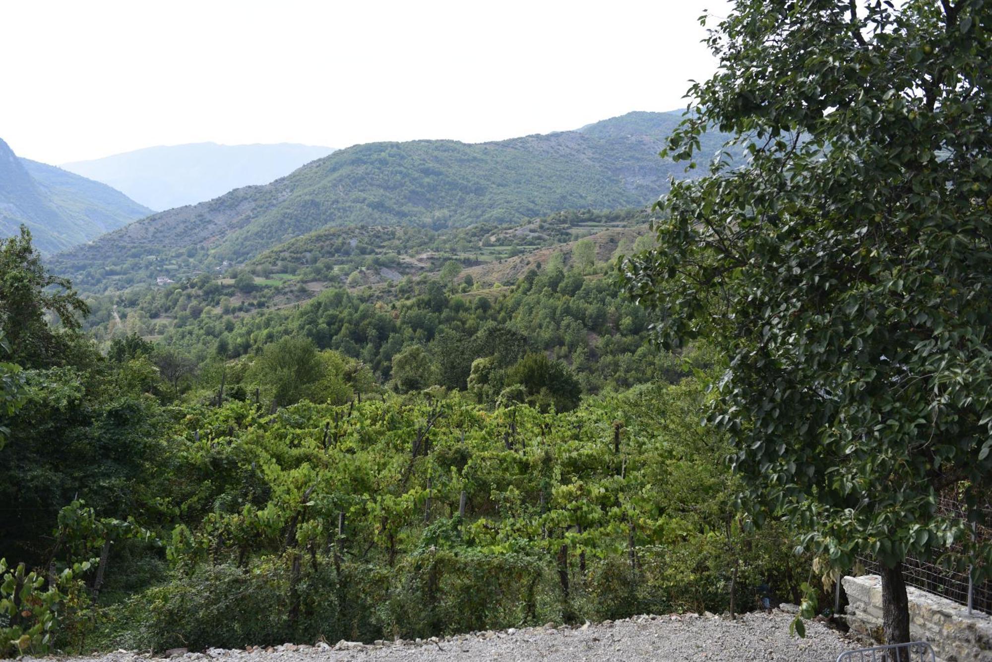Vila Disha Tiranë Bilik gambar