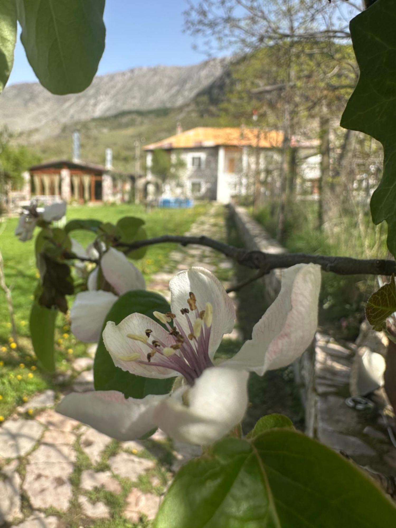 Vila Disha Tiranë Luaran gambar