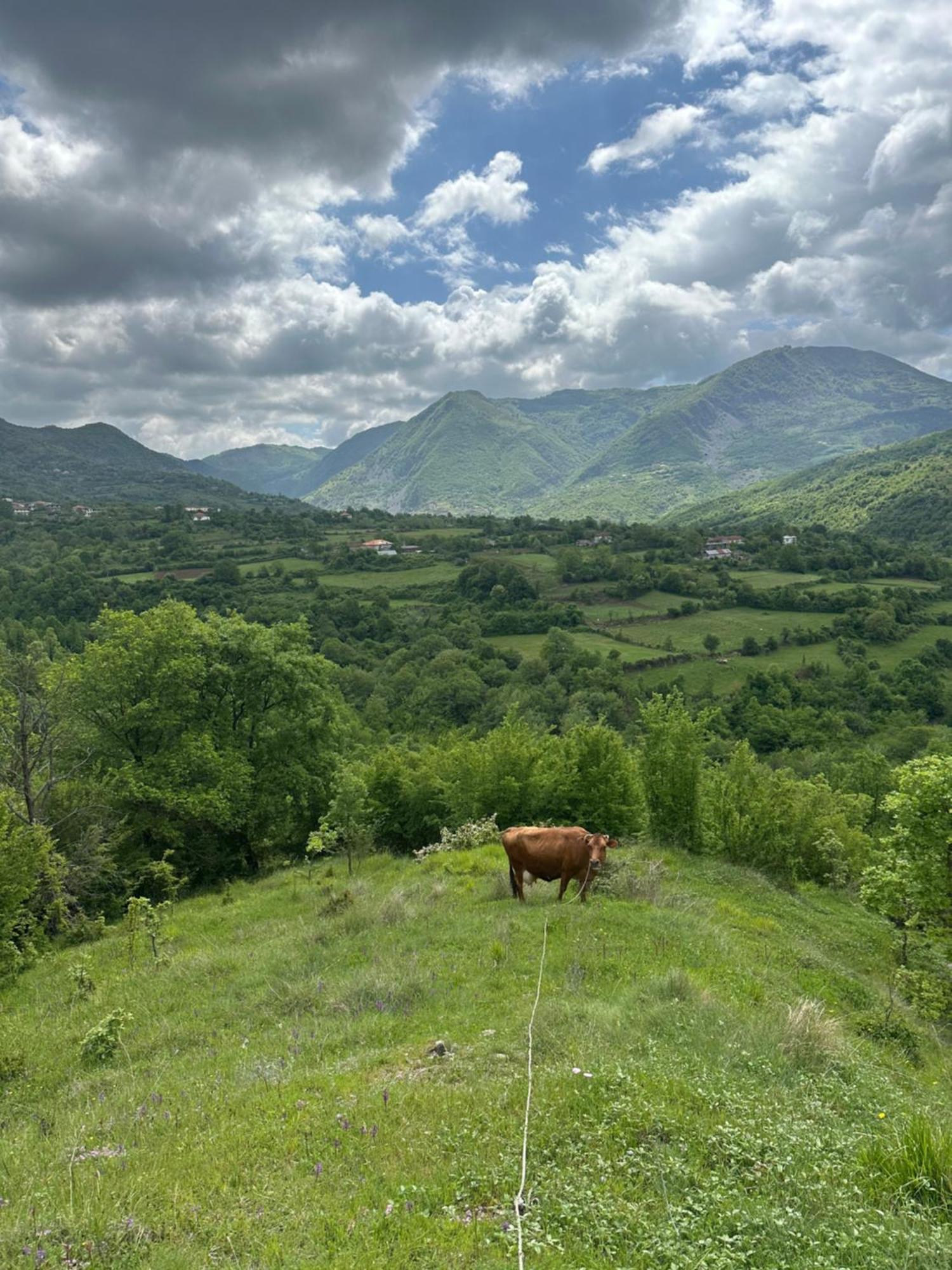 Vila Disha Tiranë Luaran gambar
